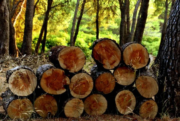 中国整木网 中国整木网